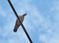 Pigeon bird is sitting on the Electrical powered cable Royalty Free Stock Photo