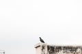 Pigeon bird sitting on the rooftop of an old building looking at the white sky. Royalty Free Stock Photo