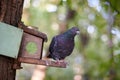 pigeon bird sitting on a stick house birdhouse bird feeder blurred background