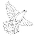 Pigeon bird . Sketch of a flying dove isolated on a white background Royalty Free Stock Photo