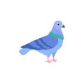 Pigeon bird standing, cartoon flat vector illustration isolated on white background. Royalty Free Stock Photo