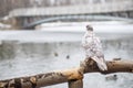 Pigeon bird, standing on wooden post against a blurred natural background. A lonely dove sits on a wooden branch