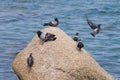 Pigeon bird on the stones on the seacoast Royalty Free Stock Photo
