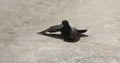 Pigeon bird sun tan alone on concrete ground over shadow