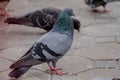 Long time ago pigeon bird used for a messenger. Royalty Free Stock Photo