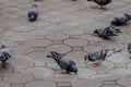 A long time ago pigeon brid is used to send a message in the war. Royalty Free Stock Photo