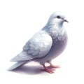 pigeon bird watercolor paint for card decor