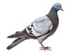 Pigeon Bird On White Background