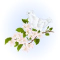 Pigeon Bird White Small Dove  On An Apple Tree Branch With Flowers Spring Background Watercolor Vintage Vector Illustration