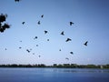 Pigeon birds flying on sky nearly nature lake