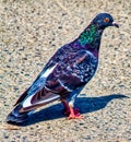 Pigeon birds portrait