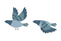Pigeon birds set. Pigeons in flight, isolated on a white background. Royalty Free Stock Photo