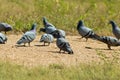 pigeon birds standing on ground floor Royalty Free Stock Photo