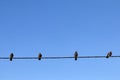 Pigeon birds on wire, blue cloudy sky.