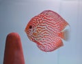 pigeon blood discus fish red and white Royalty Free Stock Photo