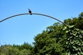 Pigeon breathes on the bar in the park