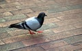 Pigeon on Brick Sidewalk