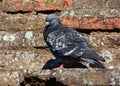 Pigeon on brick wall