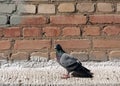 Pigeon on brick wall.