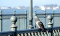 Pigeon on Bridge Royalty Free Stock Photo