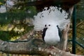 pigeon with a broad white tail