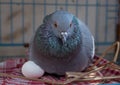 Pigeon Brooding on Egg Royalty Free Stock Photo