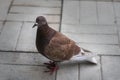 Pigeon brown looking straight to camera. City park.