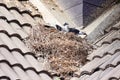 Pigeon builds its nest on top of the house roof. Royalty Free Stock Photo