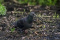 a pigeon busily strolling through a forest clearing