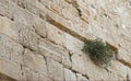 Pigeon and Caper Plant on the Western Wall in Jerusalem