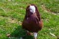 Pigeon capucin Royalty Free Stock Photo