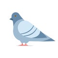 Pigeon cartoon icon. Clipart image