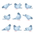 Pigeon cartoon icon set. Clipart image