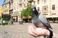Pigeon in central square, Timisoara, Romania