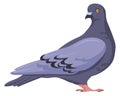 Pigeon character. City bird. Wild park animal