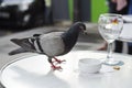 Pigeon checks the bill, St. Germaine, Paris, France