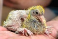 Pigeon cheeper nestling Royalty Free Stock Photo