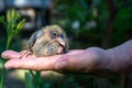 Pigeon cheeper nestling little sitting on hand Royalty Free Stock Photo