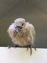 Pigeon chick sitting in the cadge Royalty Free Stock Photo