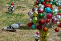Pigeon in the Christmas decorations
