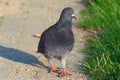 Pigeon in the city. Birds and animals. Habitat. Nature.