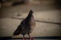 Pigeon in the city close-up Royalty Free Stock Photo