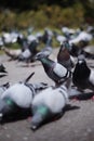 Pigeon in the city with many others while looking for crumbs to eat Royalty Free Stock Photo