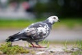 Pigeon in the city. An urban pigeon on the pavement Royalty Free Stock Photo