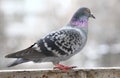 Pigeon close up airport animal