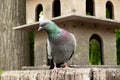 Pigeon close-up, bird portrait, rock dove, dowe portrait