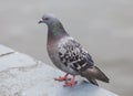 Pigeon