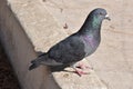 Pigeon close up on sidewalk
