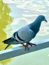 Pigeon close-up staying near a lake with reflections Royalty Free Stock Photo