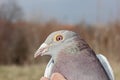 Pigeon Royalty Free Stock Photo